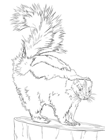 North American Striped Skunk Coloring Page